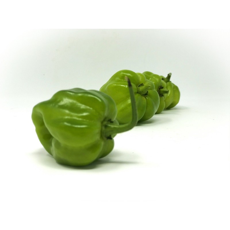 Chile habanero verde (bandeja)